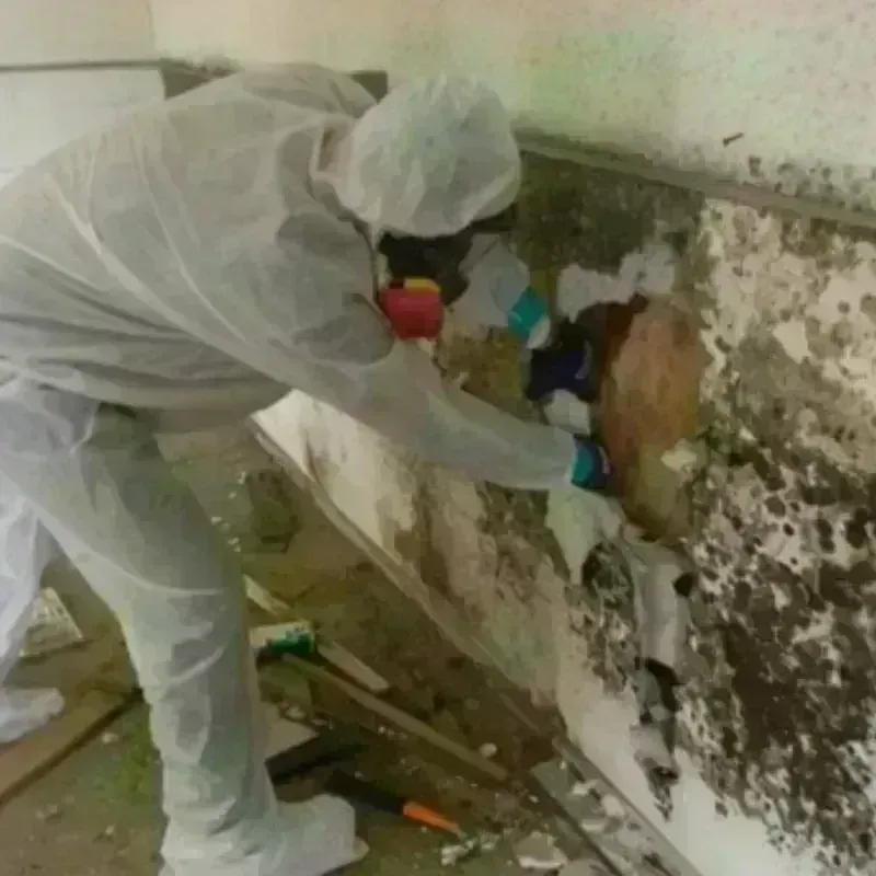 Mold Remediation and Removal in Shreve, OH